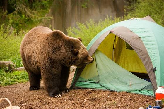 AMC Broadcast Appraiser Orders Feeding Hungry Bears